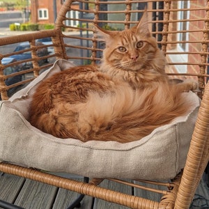Puede incluir: Un gato jengibre con ojos verdes sentado en una silla de mimbre con un cojín beige. El gato está mirando directamente a la cámara.
