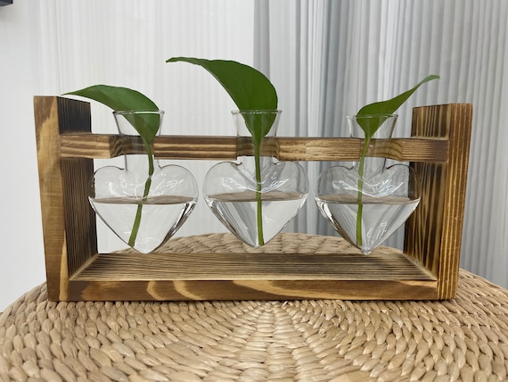fiddle leaf fig water requirements Fiddle Leaf Fig Tree for Sale