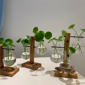 May include: Four glass vases with plants are suspended from wooden stands. The vases are clear glass and the plants are green. The stands are made of brown wood.