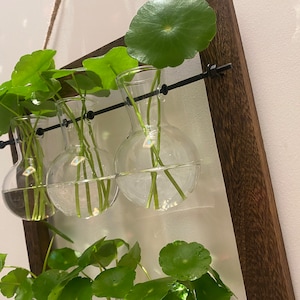 Plant Propagation | Plant Lovers Gift | Gifts For Her | Indoor Plant Cuttings Stand | Garden Lovers