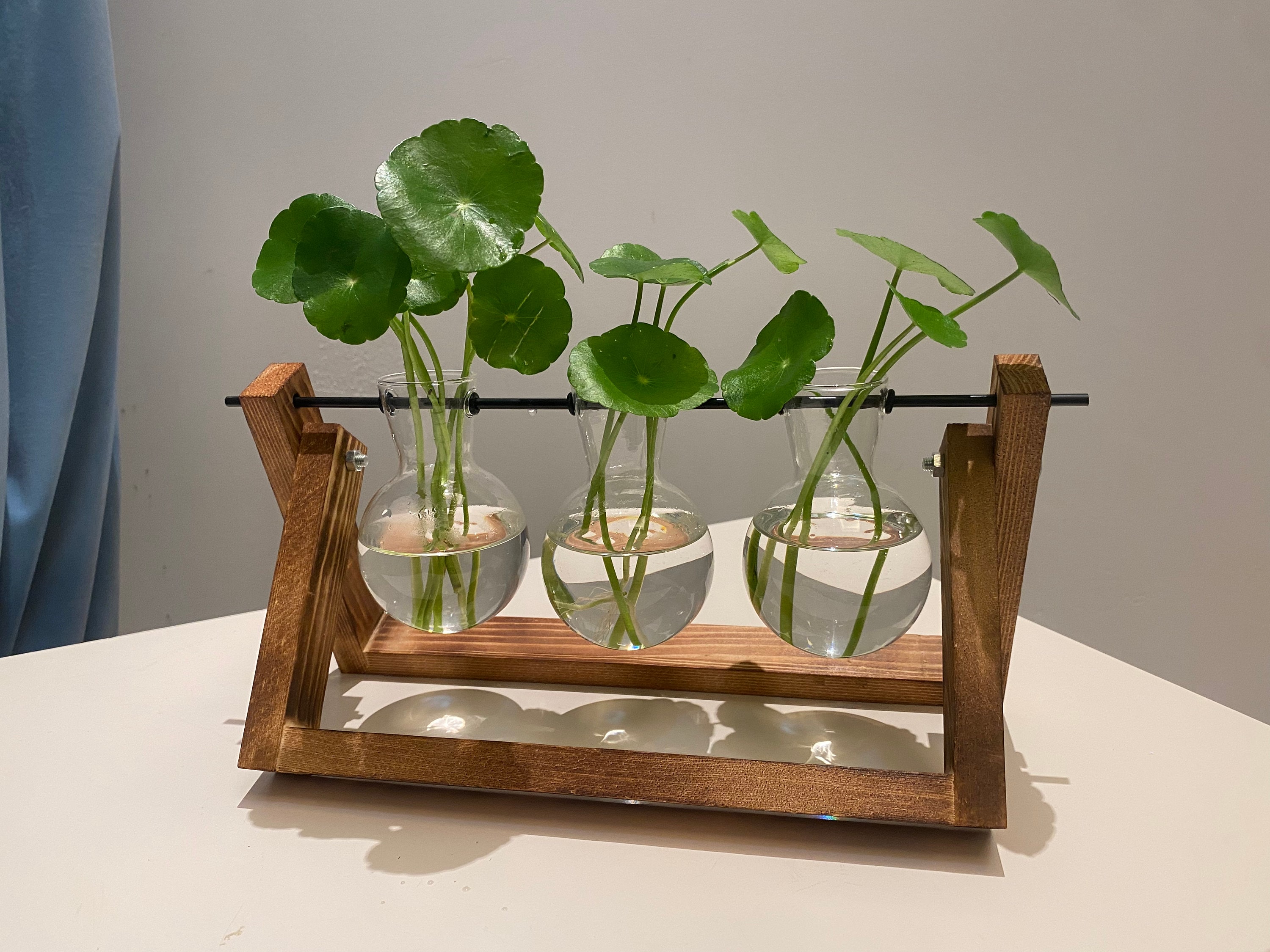 Plant Propagation | Plant Lovers Gift | Gifts For Her | Indoor Plant Cuttings Stand | Garden Lovers