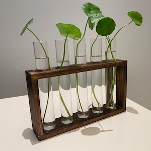Peut inclure: Un cadre en bois avec six tubes à essai en verre transparent contenant des tiges vertes feuillues. Le cadre est brun foncé et a une forme rectangulaire.