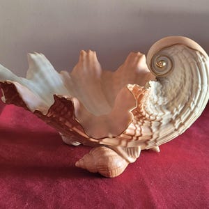 Gorgeous antique Royal Worcester shell shaped fruit bowl