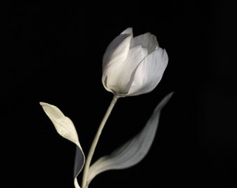 White tulip, gift for godmother