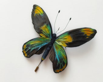 Butterfly brooch pin Ornithoptera butterfly pin Entomology gift