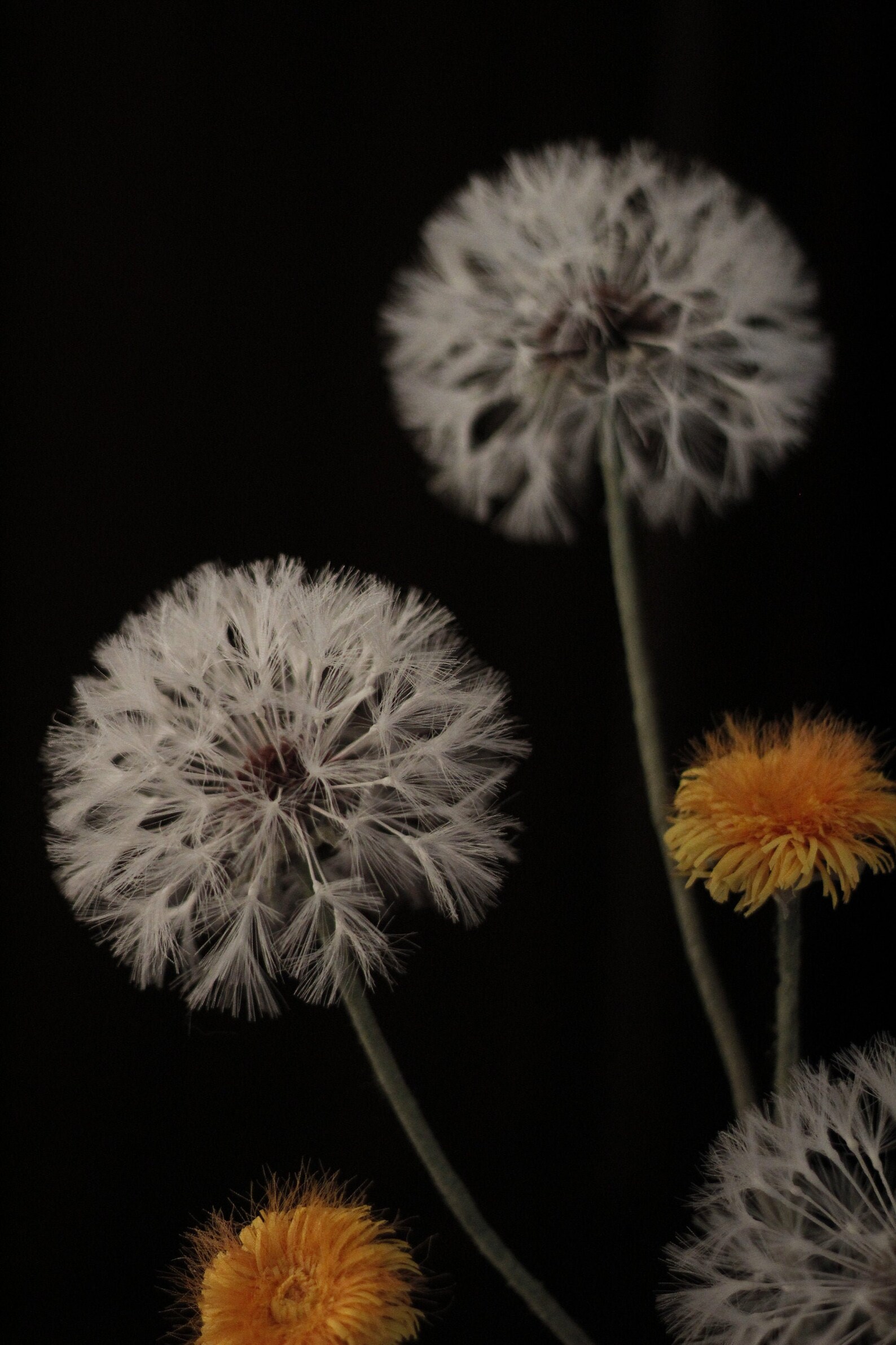 Artificial Dandelion Giant Dandelion Realistic Flower Etsy
