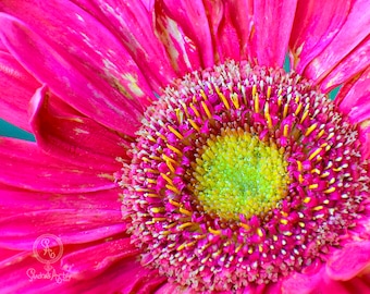 Printable Art, Digital Photo Download, Pink Daisy Photo, Home Decor, Nature Photography, Housewarming Gift, Birthday Gift, Mother's Day Gift