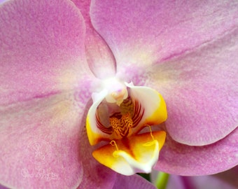 3サイズの蘭のデジタルプリントが1つの価格で、新築祝いのギフト、ピンクの花の写真アート、印刷可能な壁アート、ホームデコレーション、JPGデジタルダウンロード