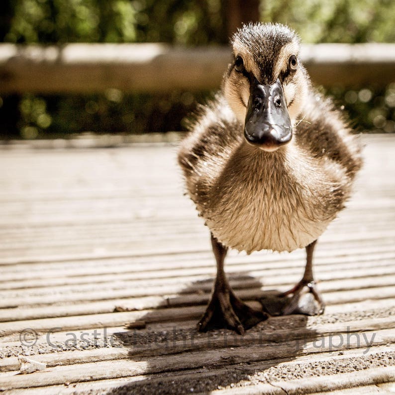 Fluffy duck toy. Уточка флаффи. Space duck 3d model. Животные для шитья. Fluffing a duck kevin macleod.