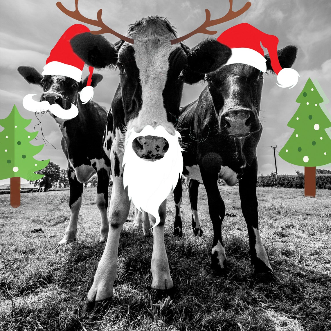 Cow Christmas Pictures 