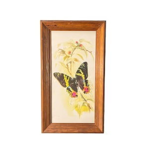 Vintage Butterfly Print in Wood Frame.