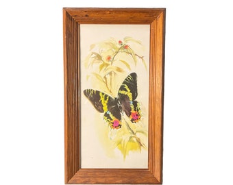 Vintage Butterfly Print in Wood Frame.
