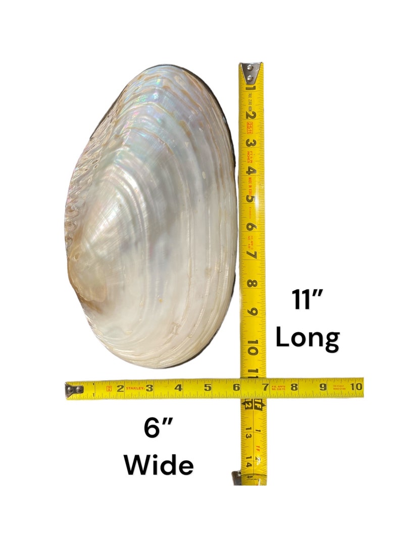 Large Muscle Shell - Etsy