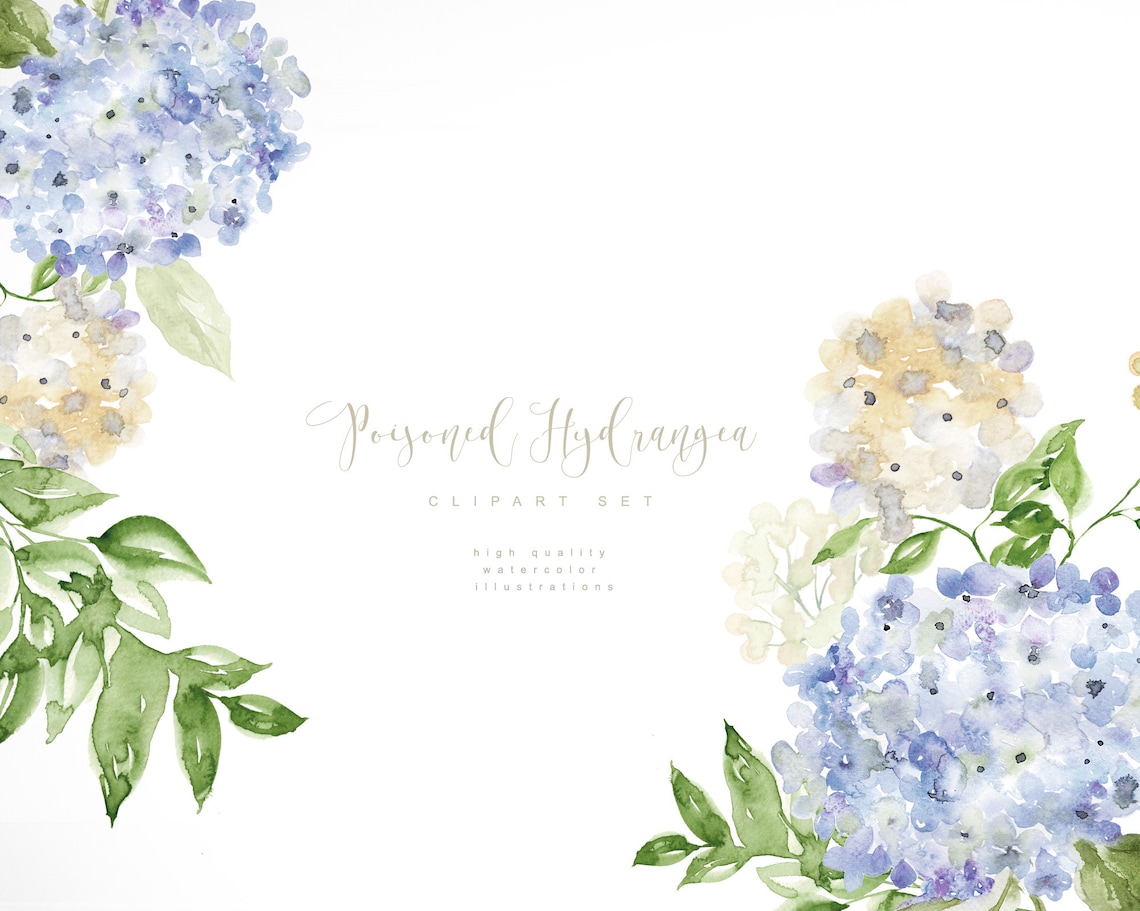 Watercolor Hydrangea Clipart Blue Hydrangea Clipart | Etsy
