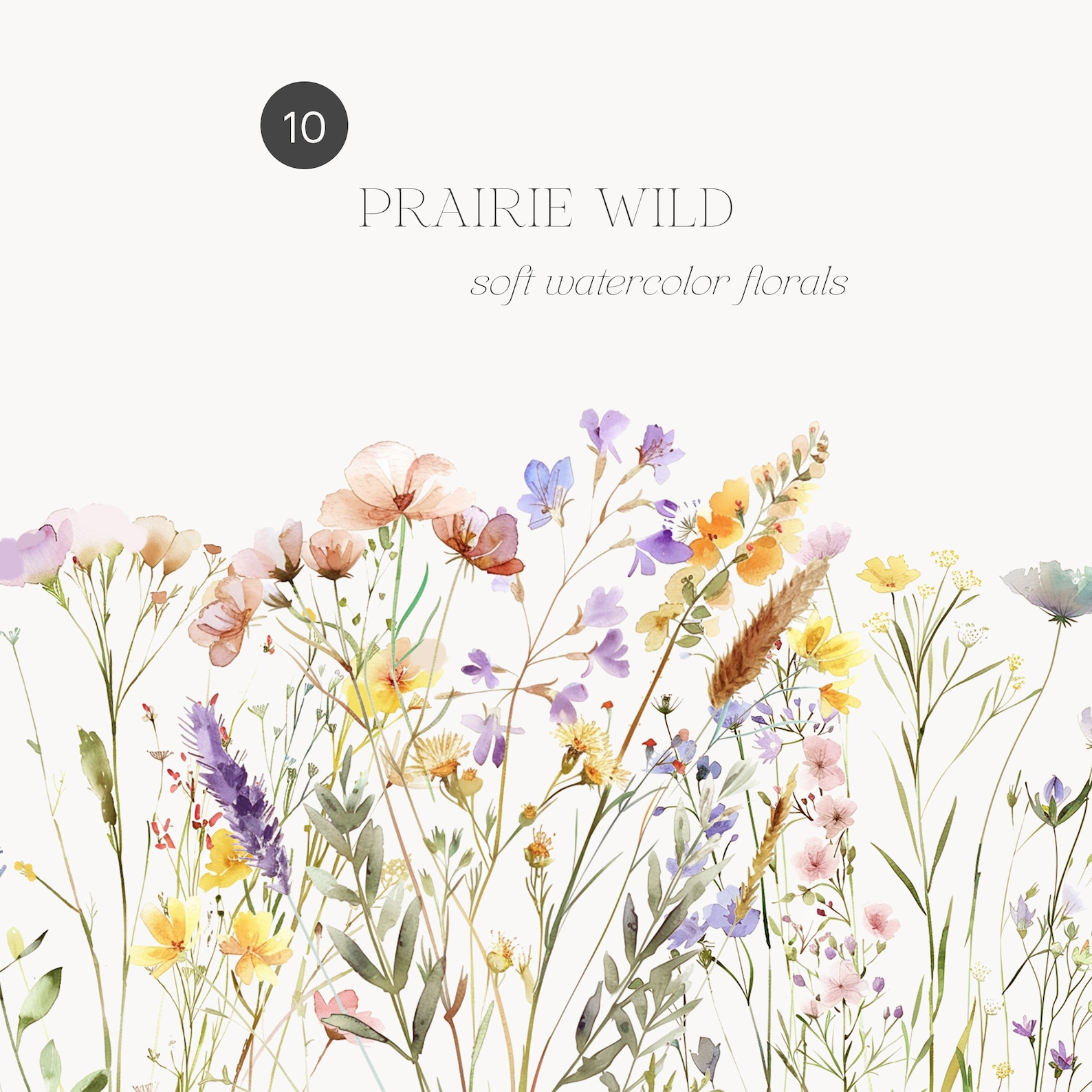 Prairie Border Watercolor Wild Prairie Flowers - Wild Floral Fields - Meadow Flowers ...