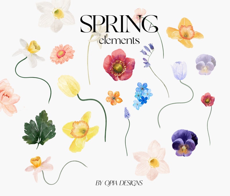 May include: A collection of watercolour illustrations of spring flowers, including daffodils, tulips, forget-me-nots, pansies, and anemones. The illustrations are in various colours, including yellow, pink, blue, purple, and red. The text "SPRING elements" is written in black at the top of the image. The text "BY OPIA DESIGNS" is written in black at the bottom of the image.