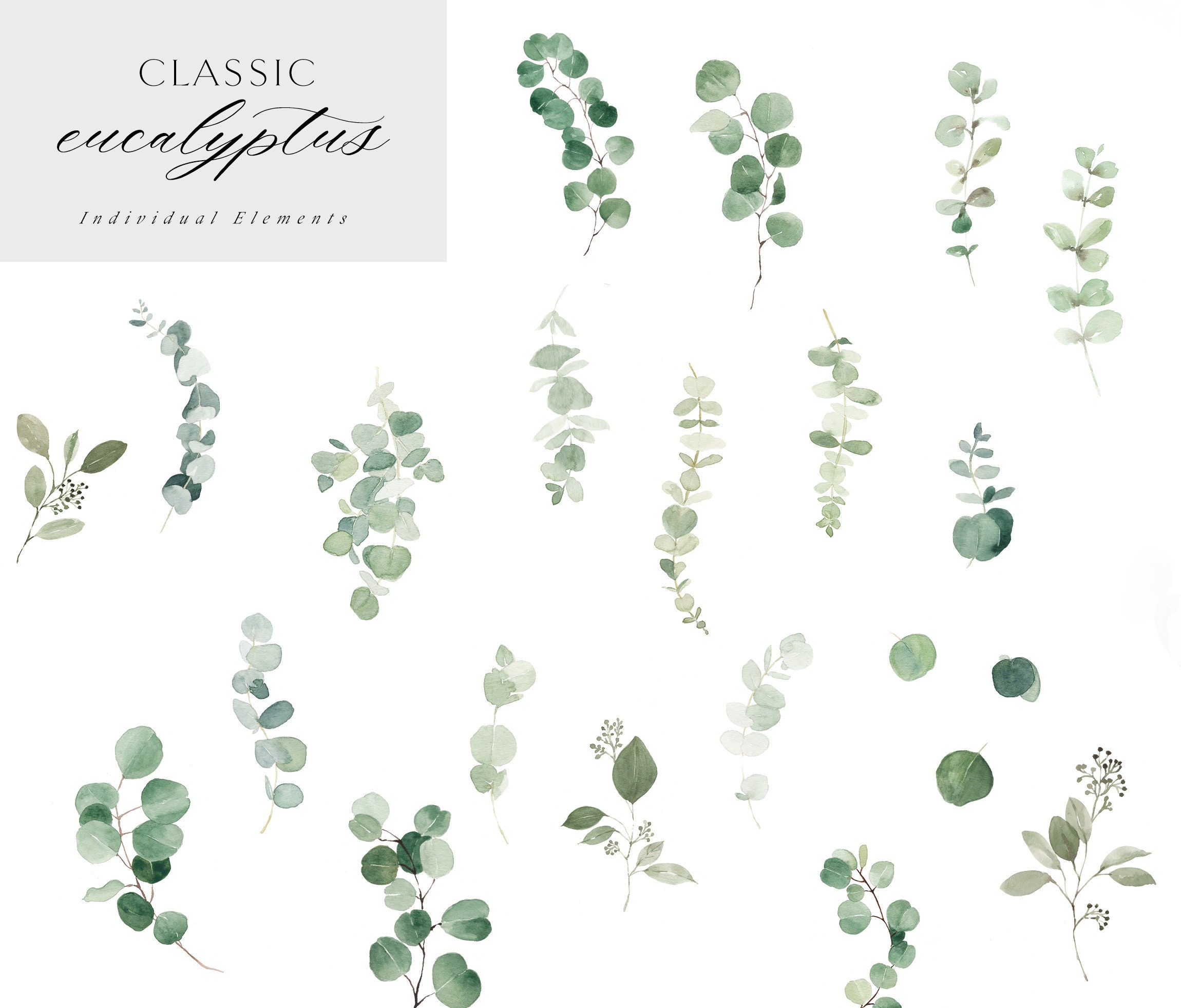 Watercolor Eucalyptus Clipart - Baby Blue Eucalyptus - Greenery Clipart ...