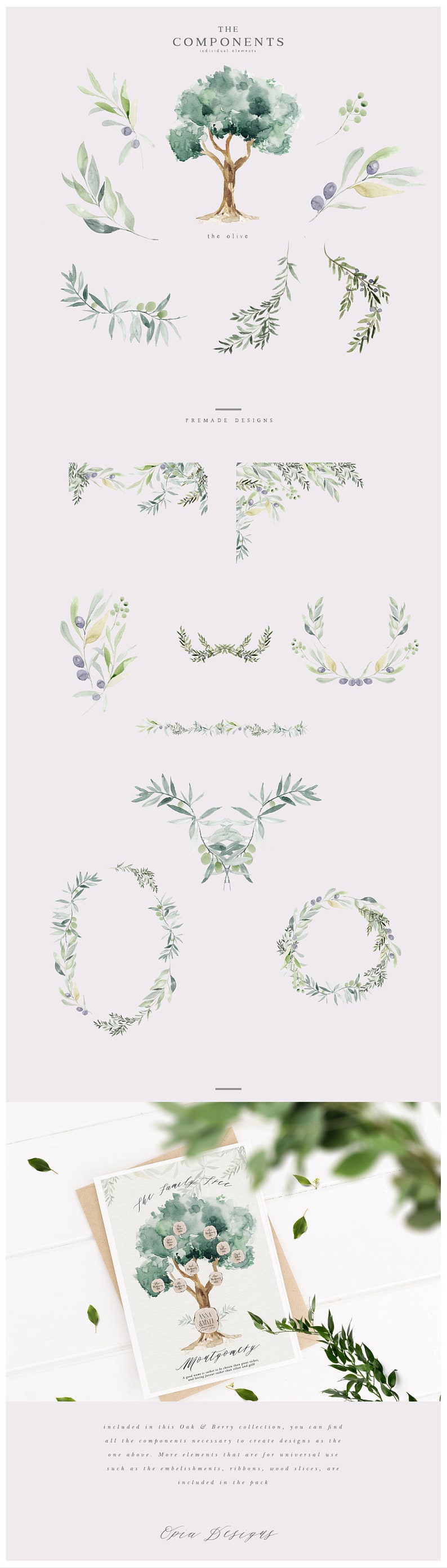May include: A watercolor illustration of an olive tree family tree template. The template includes a large olive tree with branches and leaves, and smaller olive branches with leaves and berries. The text "The Family Tree" and "Montgomery" are included in the image.