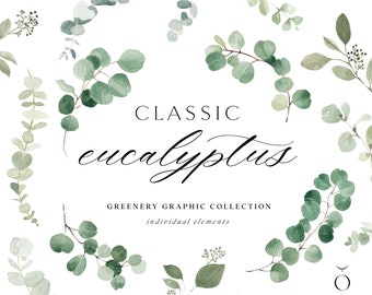 Akvarell eukalyptus clipart - babyblå eukalyptus - grönska clipart - enskilda element - eukalyptus clipart - akvarell grönska