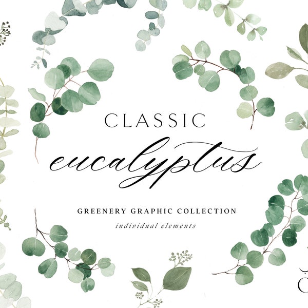 Akwarela eukaliptusa clipart-Baby Blue Eucalyptus-zieleń clipart-pojedyncze elementy-eukaliptus clipart-akwarela zieleń