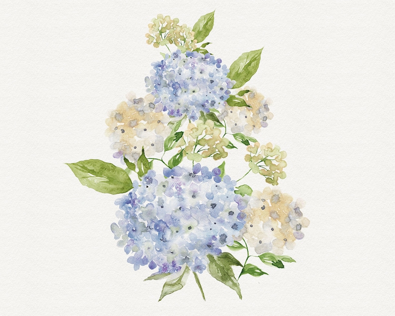 May include: Watercolor painting of a bouquet of blue and white hydrangeas with green leaves.