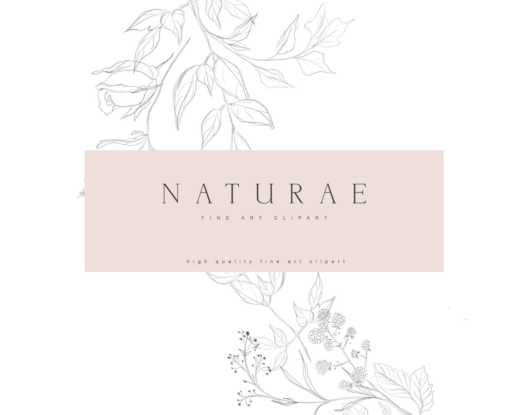 Fine art Clipart - Line Art Clipart - Fine art Florals - Line Art florals - Botanical Clipart - Botanical Logo - Botanical Line Art