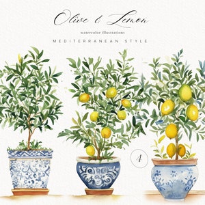 Śródziemnomorska akwarela clipart-cytryna drzewo clipart-drzewo oliwne clipart-premade clipart-botaniczny clipart-akwarela clipart