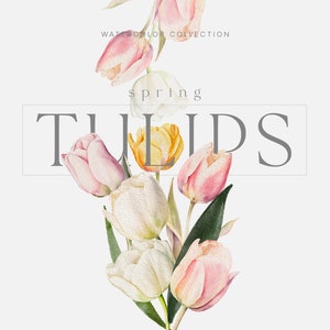 Aquarelle tulipes Clipart - Clipart tulipes - Clipart printemps - tulipes printemps - Floral Clipart - Clipart mariage - cadres cadres-tulipes premade