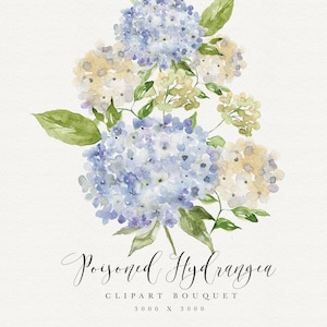 Hortensia aquarel clipart - hortensia boeket - stationaire regeling - hortensia illustratie - blauwe hortensia aquarel