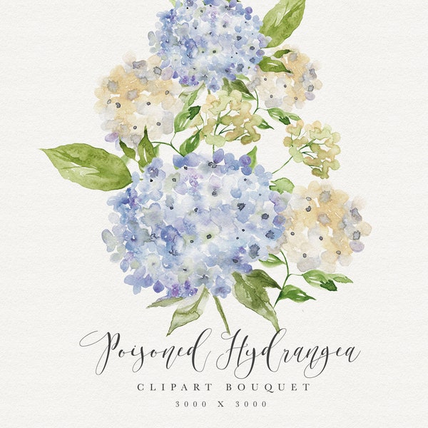 Hydrangea Watercolor Clipart - Hydrangea Bouquet - Stationary arrangement - Hydrangea illustration - Blue Hydrangea Watercolor