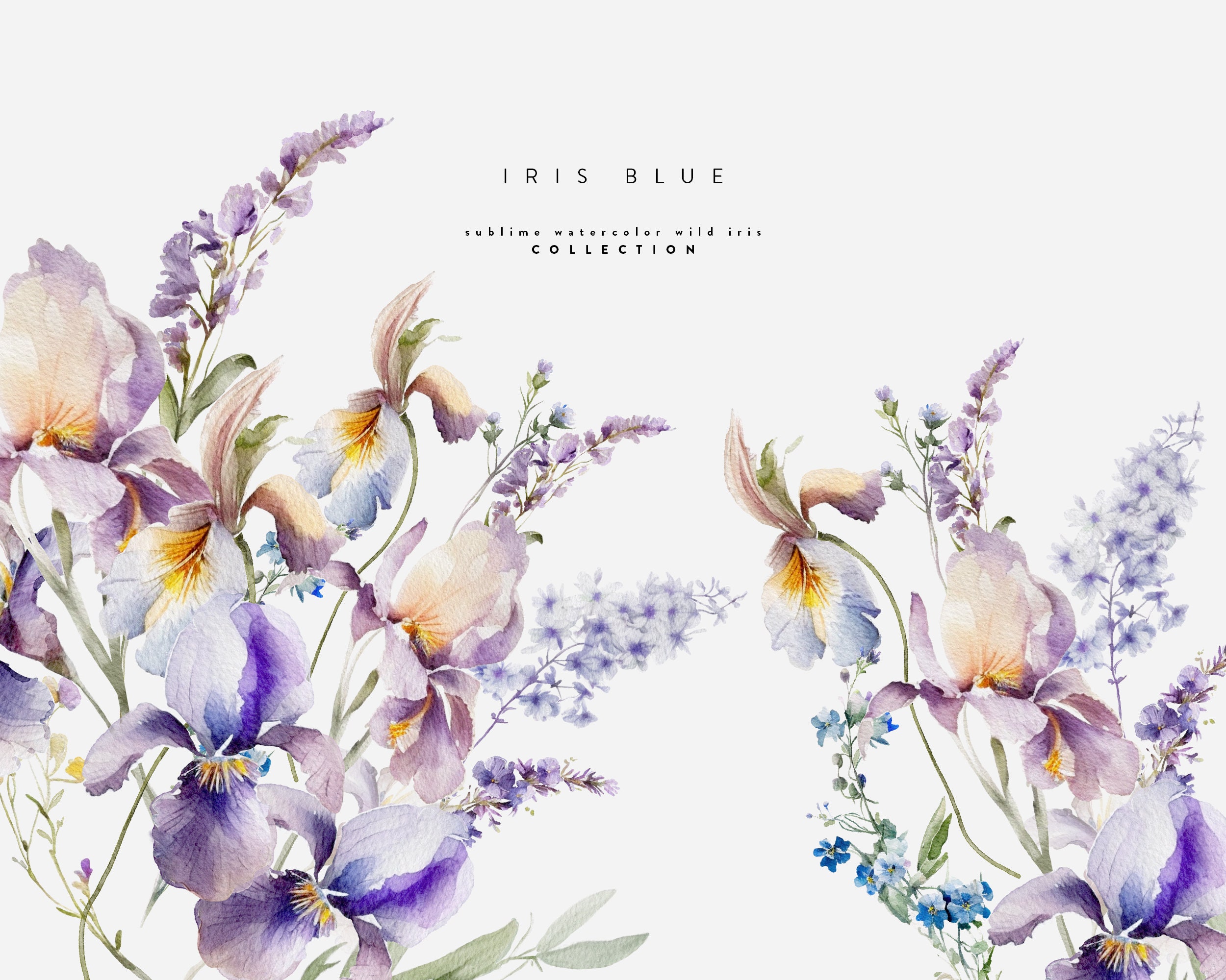 Wild Iris Watercolor Clipart - Wild Iris Flowers - Watercolor Floral ...