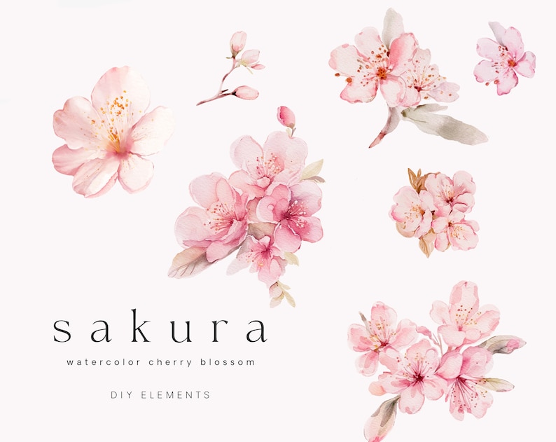 Watercolor Cherry Blossoms - Cherry Blossoms Clipart - Sakura Clipart ...