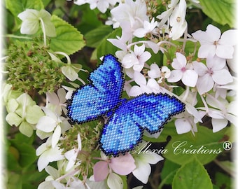 本物のパピリオ・ユリシーズ、ブルーマウンテングローリーバタフライA1