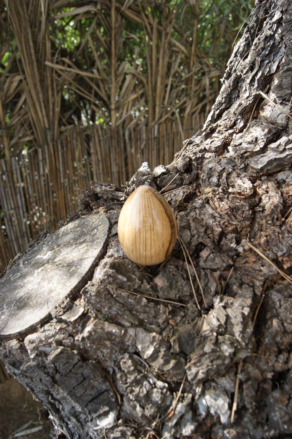 Oeuf Décoratif en Bois Tourné à La Main Dans Du Chêne
