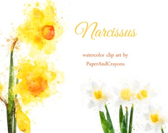 Narcissus Floral Clipart, Spring Watercolor Clipart, Flower Clip Art, Yellow, White Graphics, Digital Scrapbook,Semitransparent Daffodil PNG