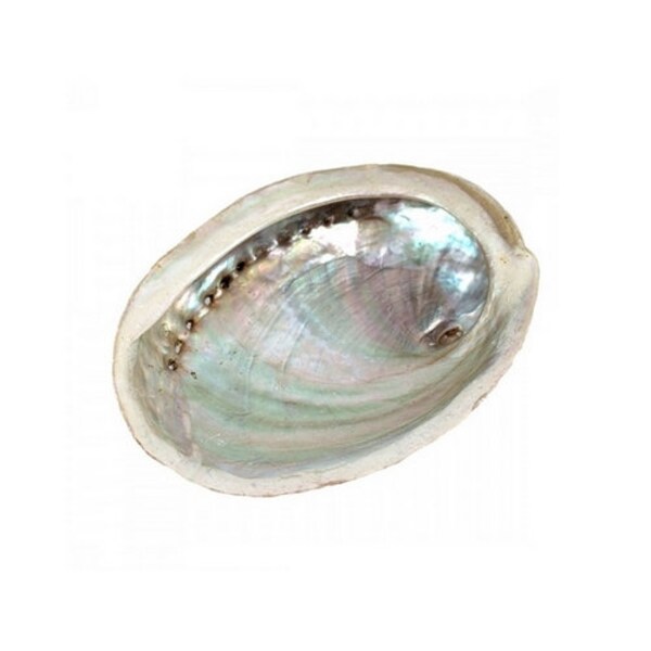 Coquille d'Ormeau ou d'Abalone - au choix : 7-8cm ou 11-12cm