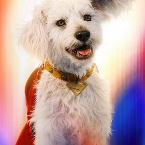 May include: A white dog with a yellow collar and a Superman logo pendant. The dog is wearing a red cape and has one ear flopped over. The background is a colorful blend of red, orange, and blue.