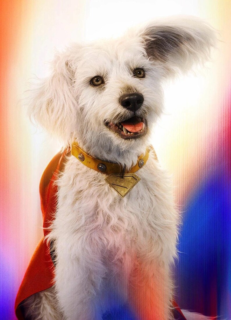 May include: A white dog with a yellow collar and a Superman logo pendant. The dog is wearing a red cape and has one ear flopped over. The background is a colorful blend of red, orange, and blue.