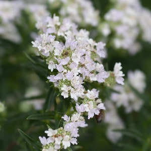 Virginia Mountain Mint, Pycnanthemum virginianum, Live Plant | Native Plants & Wildflowers