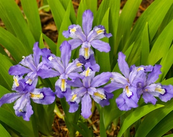 Dwarf Crested Iris, PREORDER SPRING 2024, Iris cristata, Live Plant | Native Plants & Wildflowers from Cottage Garden Natives
