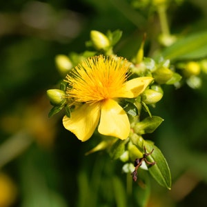 Shrubby St. John’s Wort, Hypericum prolificum, Live Plant | Native Plants & Wildflowers from Cottage Garden Natives
