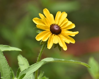 Black-eyed Susan, Rudbeckia hirta, Live Plant | Native Plants & Wildflowers from Cottage Garden Natives