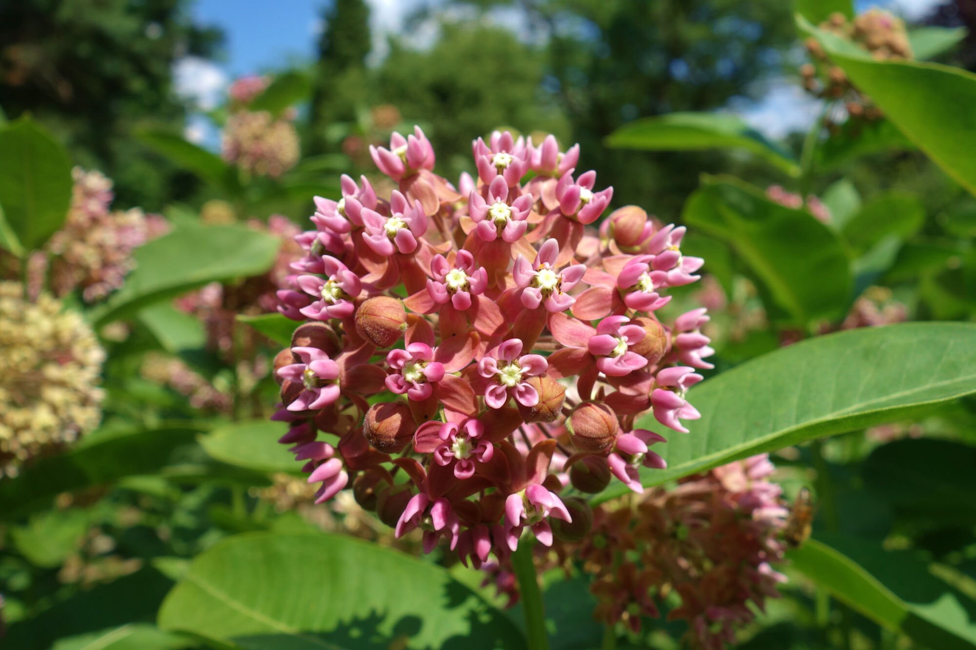Common Milkweed PREORDER Asclepias syriaca Live Plant Etsy