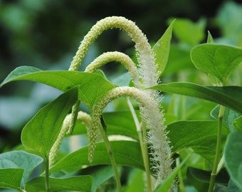 Lizard’s Tail, Saururus cernuus, Live Plant | Native Plants & Wildflowers from Cottage Garden Natives