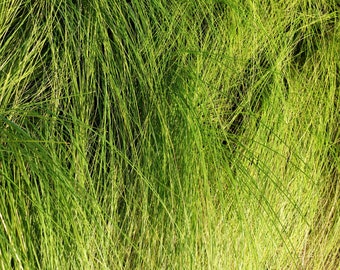 Pennsylvania Sedge, Carex pensylvanica, Live Plant | Native Plants & Wildflowers from Cottage Garden Natives