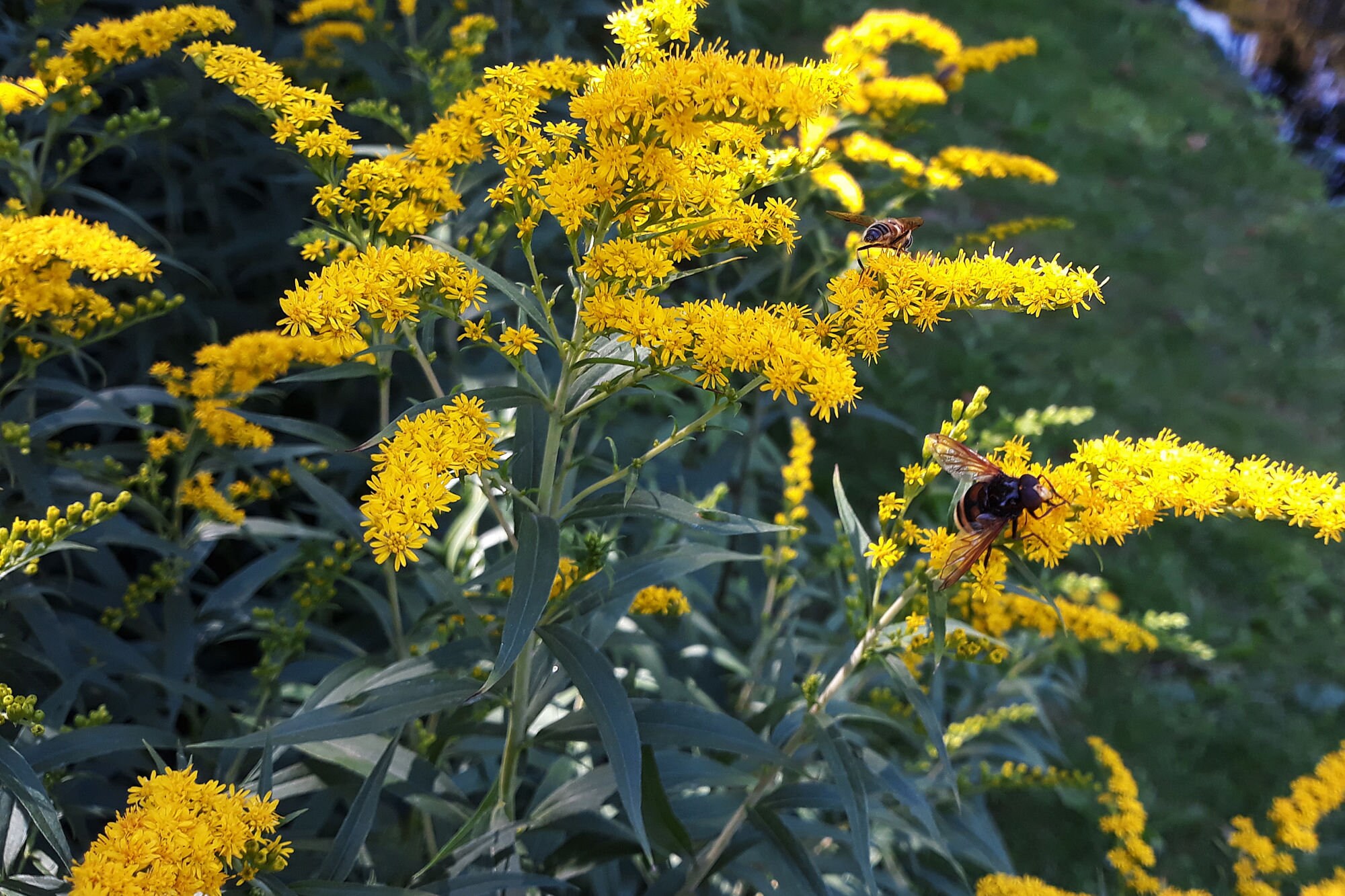 Gray Goldenrod PREORDER Solidago nemoralis Live Plant Etsy