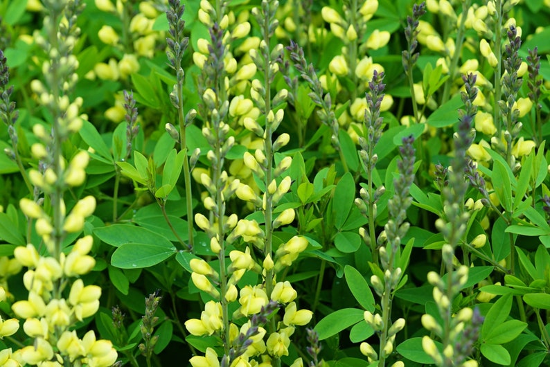 Baptisia Tinctoria Homeopathy Uses In Hindi PRE-ORDER Yellow Wild Indigo Baptisia tinctoria Live Plant | Etsy