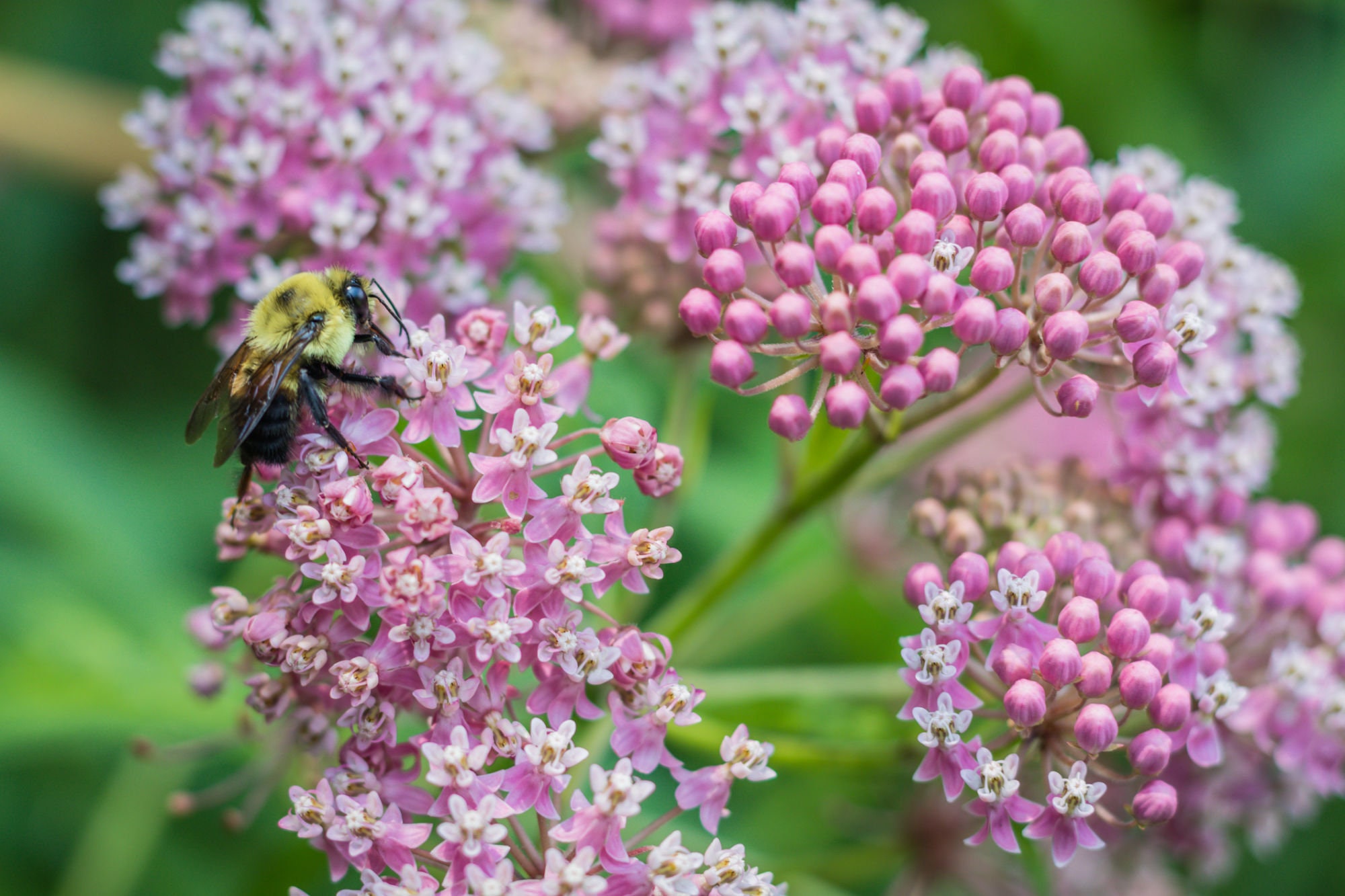 Swamp Milkweed PREORDER Asclepias incarnata Live Plant Etsy