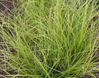 Cherokee Sedge, Carex cherokeensis, Live Plant | Native Plants & Wildflowers from Cottage Garden Natives