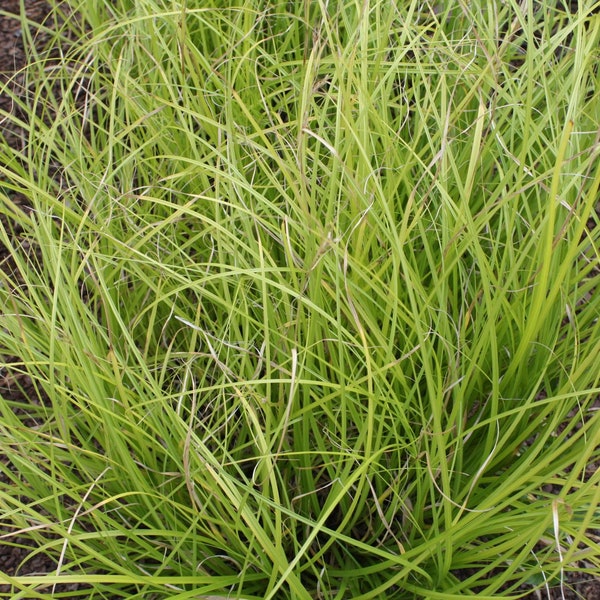 Cherokee Sedge, Carex cherokeensis, Live Plant | Native Plants & Wildflowers from Cottage Garden Natives